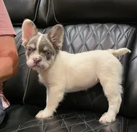 PRECIOUS  **PET ONLY**, a female French Bulldog for sale in Camdenton, MO – Photo 6 of 10