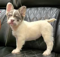 PRECIOUS  **PET ONLY**, a female French Bulldog for sale in Camdenton, MO – Photo 3 of 10