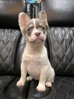 PRECIOUS  **PET ONLY**, a female French Bulldog for sale in Camdenton, MO – Photo 9 of 10