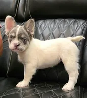 PRECIOUS  **PET ONLY**, a female French Bulldog for sale in Camdenton, MO – Photo 7 of 10