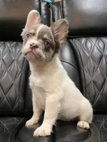 PRECIOUS  **PET ONLY**, a female French Bulldog for sale in Camdenton, MO – Photo 5 of 10
