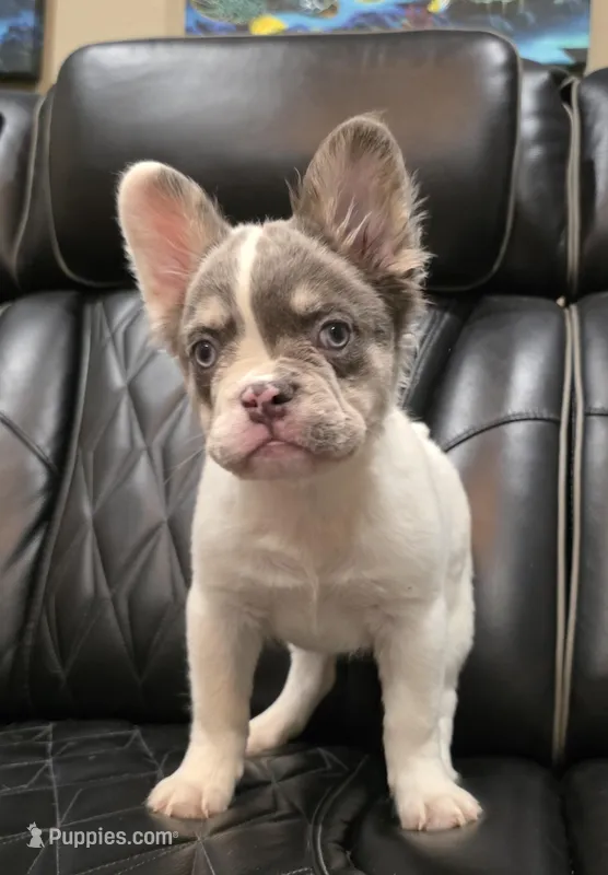 PRECIOUS  **PET ONLY** – French Bulldog puppy for sale in Camdenton, MO