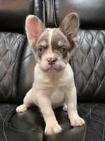 PRECIOUS  **PET ONLY**, a female French Bulldog for sale in Camdenton, MO – Photo 8 of 10