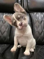 PRECIOUS  **PET ONLY**, a female French Bulldog for sale in Camdenton, MO – Photo 4 of 10