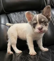 PRECIOUS  **PET ONLY**, a female French Bulldog for sale in Camdenton, MO – Photo 10 of 10