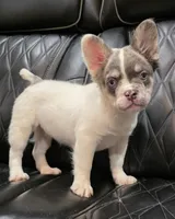 PRECIOUS  **PET ONLY**, a female French Bulldog for sale in Camdenton, MO – Photo 2 of 10