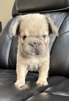 REDUCED PRICE FLUFFY BIG ROPE MAUI , a female French Bulldog for sale in Camdenton, MO – 1 of 10