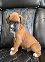 Bandit- full akc ✅️vet checked✅️, a male Boxer for sale in Camdenton, MO – 6 of 10
