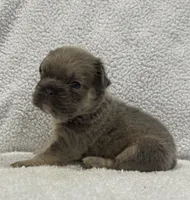 FLUFFY BIG ROPE MAUI, a female French Bulldog for sale in Camdenton, MO – 9 of 9