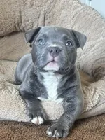 Star *Pocket bully*, a female American Bully for sale in Camdenton, MO – 10 of 10