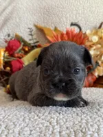 FLUFFY DOLLY, a female French Bulldog for sale in Camdenton, MO – 3 of 7