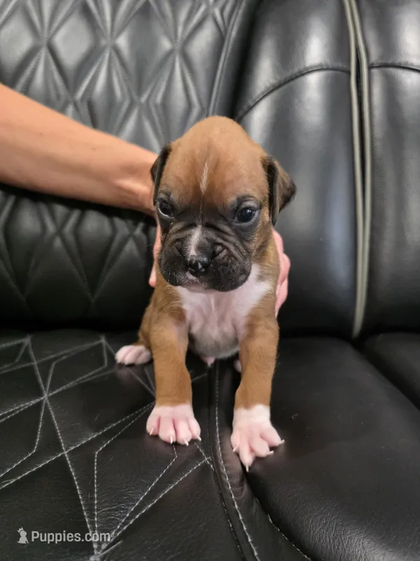 Remi – Boxer puppy for sale in Camdenton, MO
