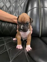 Remi, a male Boxer for sale in Camdenton, MO – 1 of 9