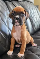 Bandit- full akc ✅️vet checked✅️, a male Boxer for sale in Camdenton, MO – 5 of 10