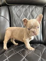 REDUCED SASHA, a female French Bulldog for sale in Camdenton, MO – 3 of 8