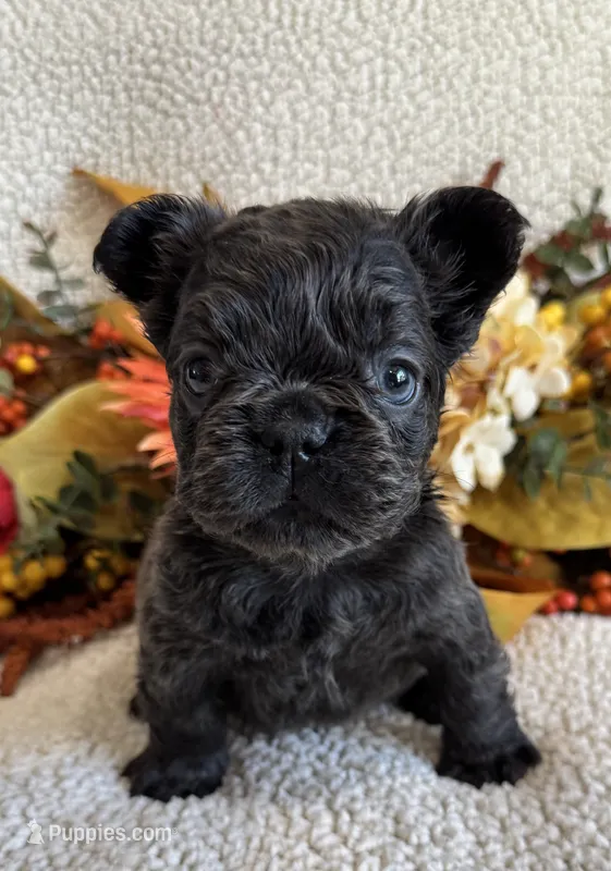 FLUFFY GABBY – French Bulldog puppy for sale in Camdenton, MO