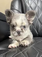  REDUCED PRICE FLUFFY MAJESTY , a female French Bulldog for sale in Camdenton, MO – 1 of 10