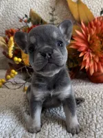 KARLEE , a female French Bulldog for sale in Camdenton, MO – 3 of 10