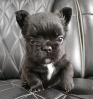 Fluffy Jack, a male French Bulldog for sale in Camdenton, MO – 5 of 10