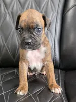 Ollie, a male Boxer for sale in Camdenton, MO – 7 of 10