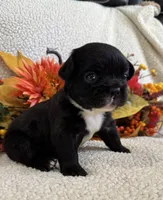 FLUFFY MIDNIGHT, a female French Bulldog for sale in Camdenton, MO – 6 of 7