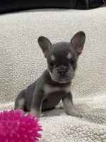 REDUCED💲KARLEE , a female French Bulldog for sale in Osage Beach, MO – 2 of 10