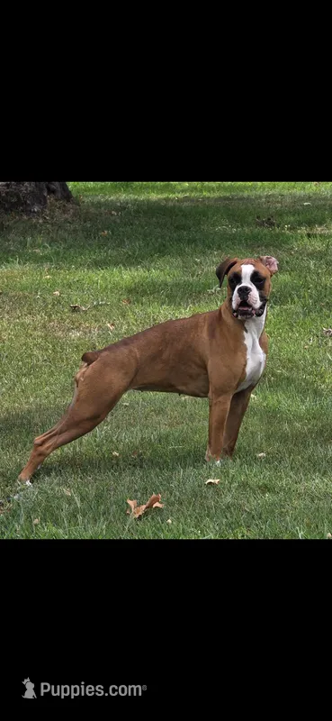 71% euro litter Bitsy x kane – Boxer puppy for sale in Camdenton, MO
