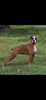 71% euro litter Bitsy x kane, a  Boxer for sale in Camdenton, MO – 1 of 3