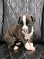 Stella, a female Boxer for sale in Camdenton, MO – 10 of 10