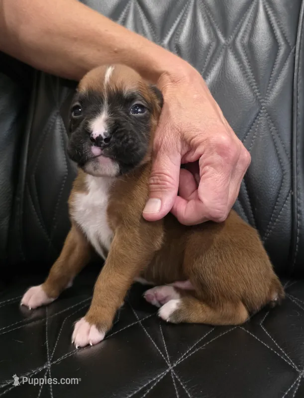 Bandit – Boxer puppy for sale in Camdenton, MO