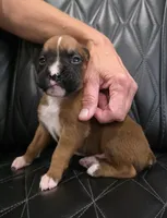 Bandit, a male Boxer for sale in Camdenton, MO – 1 of 6