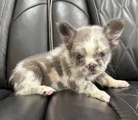  REDUCED PRICE FLUFFY MAJESTY , a female French Bulldog for sale in Camdenton, MO – 2 of 10