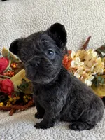 FLUFFY GABBY, a female French Bulldog for sale in Camdenton, MO – 2 of 8