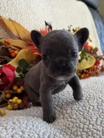 BRYNLEE, a female French Bulldog for sale in Camdenton, MO – 7 of 8