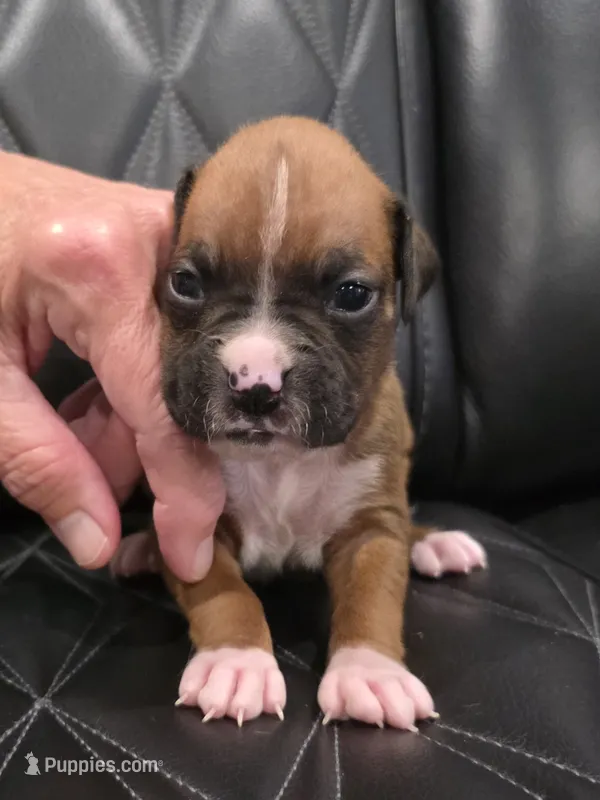Bella – Boxer puppy for sale in Camdenton, MO