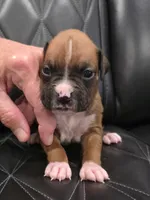 Bella, a female Boxer for sale in Camdenton, MO – 1 of 8