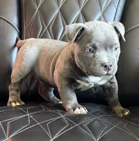 Star *Pocket bully*, a female American Bully for sale in Camdenton, MO – 3 of 10