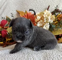 FLUFFY DOLLY, a female French Bulldog for sale in Camdenton, MO – 7 of 7
