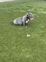  REDUCED PRICE Star *Pocket bully*, a female American Bully for sale in Camdenton, MO – 10 of 10