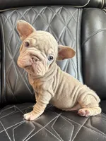 REDUCED VELVET BIG ROPE WRINKLES, a male French Bulldog for sale in Camdenton, MO – 5 of 8
