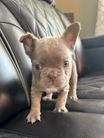 REDUCED SASHA, a female French Bulldog for sale in Camdenton, MO – 5 of 8
