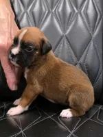 Roxy, a female Boxer for sale in Camdenton, MO – 3 of 8