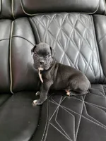 Milo, a male Boxer for sale in Camdenton, MO – 6 of 10