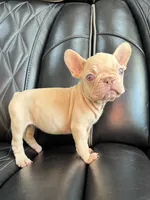 REDUCED VELVET PEACHES, a female French Bulldog for sale in Camdenton, MO – 6 of 9