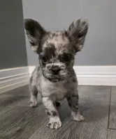 Fluffy Emma, a female French Bulldog for sale in Camdenton, MO – 4 of 10