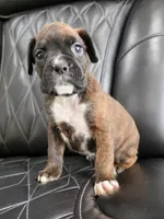 Bruno, a male Boxer for sale in Camdenton, MO – 6 of 10