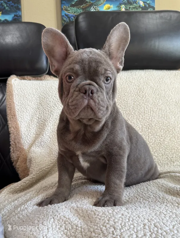 REDUCED 💲 Dozer – French Bulldog puppy for sale in Osage Beach, MO