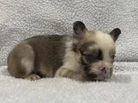 FLUFFY CASHMERE, a female French Bulldog for sale in Camdenton, MO – 6 of 10