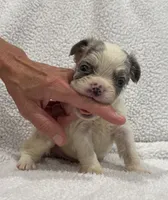 FLUFFY KOI RENO, a male French Bulldog for sale in Camdenton, MO – 7 of 7