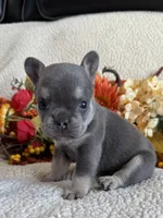KARLEE , a female French Bulldog for sale in Camdenton, MO – 5 of 10